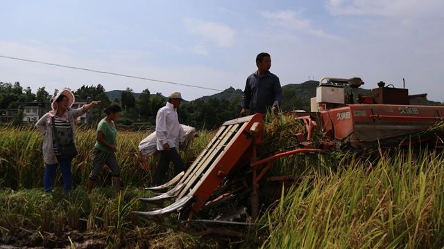 路陽(yáng)村民們正忙著在收谷子